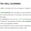 Cloning - Image 4